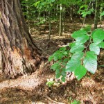 Die „Alten Buchenwälder Deutschland“ stehen nun auf der UNESCO-Welterbeliste