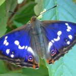 Der Schmetterling des Jahres 2011 ist der Große Schillerfalter