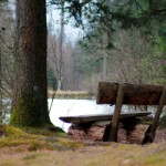 „Zukunft Wald – schützen, erleben, nutzen“ – der Wettbewerb zum deutschen Naturschutzpreis 