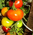 Tomaten sind gesund und wenig Pestizidbelastet