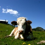 Vorsicht beim Kauf von Fleisch und Milch - Klonen ist erlaubt