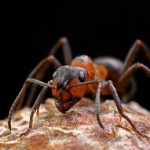 Das Insekt des Jahres 2011 ist die Große Kerbameise